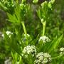 Wild Celery (Apium graveolens): This non native is the wild version of our garden vegetable celery.